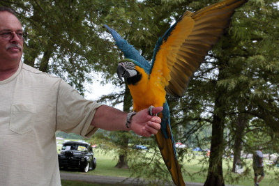 Check out the Yellow & Blue McCaw Bird